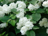 Kalina japonská Grandiflorum, výška 20–40 cm, květináč 2 l