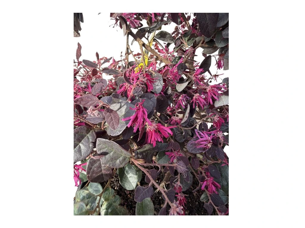 Loropetalum čínské Fire Dance, výška 30–50 cm, květináč 9 l