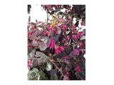 Loropetalum čínské Fire Dance, výška 30–50 cm, květináč 9 l
