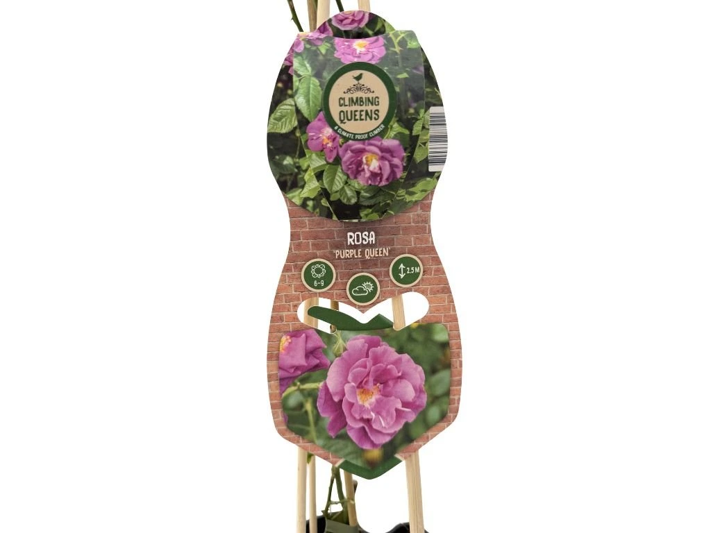 Růže popínavá Purple Queen, výška 50–60 cm, květináč 1,5 l
