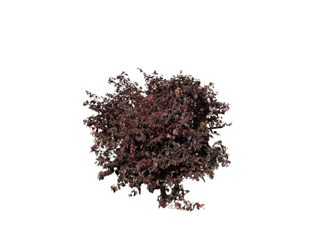 Loropetalum čínské Rubra, výška 60–70 cm, květináč 40 l