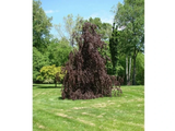 Buk lesní Purple Fountain, výška 200–250 cm, květináč 25 l