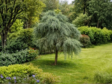 Jalovec obecný Oblonga Pendula na kmínku, výška 50–60 cm, květináč 5 l