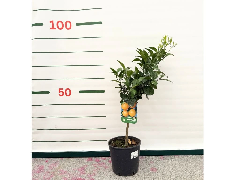 Pomerančovník na kmínku 25–30 cm, výška 60–70 cm, květináč 5 l