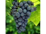 Réva vinná stolní Muscat Bleu, vyvázaná, výška 150–175 cm, květináč 5 l