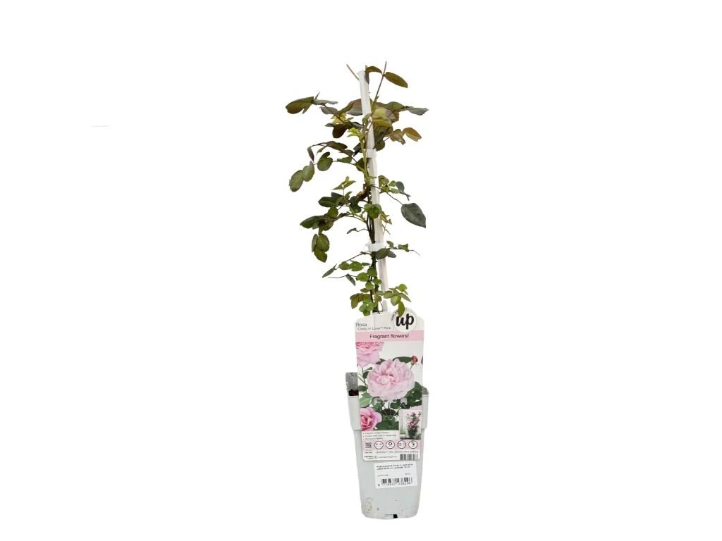 Růže popínavá Crazy in Love Pink, výška 50–60 cm, květináč 15 cm