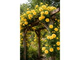 Růže popínavá Spring Queen, výška 50–60 cm, květináč 1,5 l