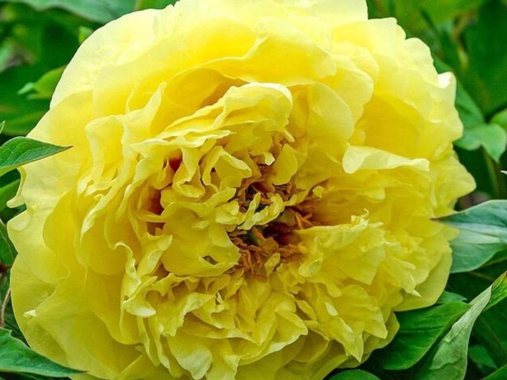Pivoňka hybridní Itoh Yellow Crown, květináč 1,5 l
