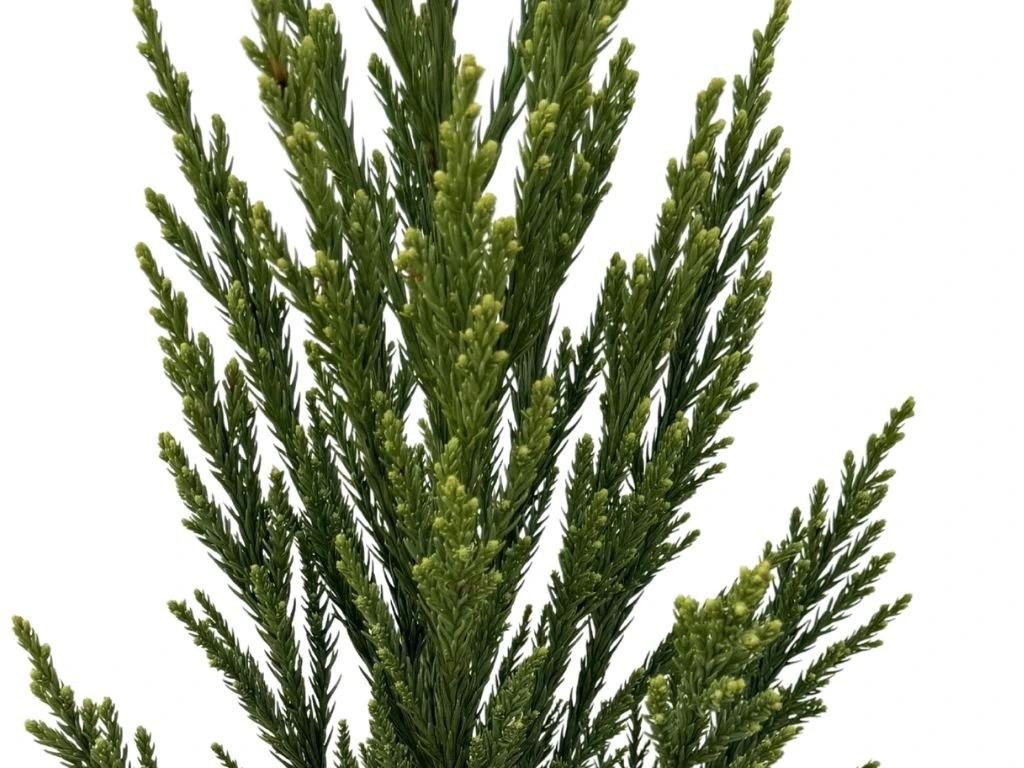 Kryptomerie japonská Lobbii, výška 70–90 cm, květináč 23 cm