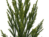 Kryptomerie japonská Lobbii, výška 70–90 cm, květináč 23 cm