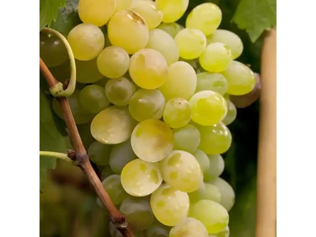Réva vinná stolní Lakemont, vyvázaná, výška 150–175 cm, květináč 5 l