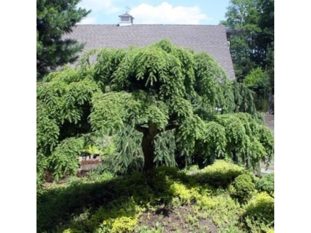 Jalovec obecný Oblonga Pendula na kmínku, výška 50–60 cm, květináč 5 l