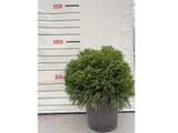 Kryptomérie japonská Globosa Nana, výška 60–70 cm, květináč 45 l