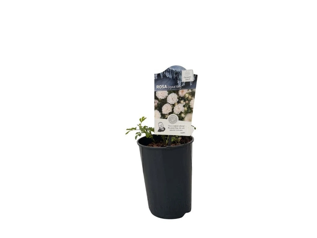 Růže půdopokryvná Crystal Fairy, květináč 2 l
