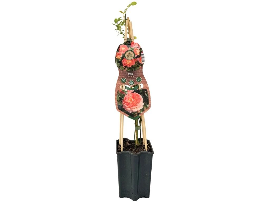 Růže popínavá Tropical, výška 50–60 cm, květináč 1,5 l