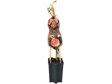 Růže popínavá Tropical, výška 50–60 cm, květináč 1,5 l