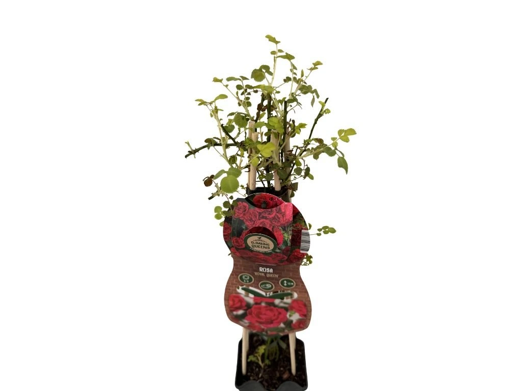 Růže popínavá Royal Queen, výška 50–60 cm, květináč 1,5 l