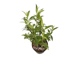 Komule Davidova Tricolor, výška 30–50 cm, květináč 19 cm