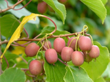 Mini kiwi Ananasnaya, výška 20–40 cm, květináč 9 cm