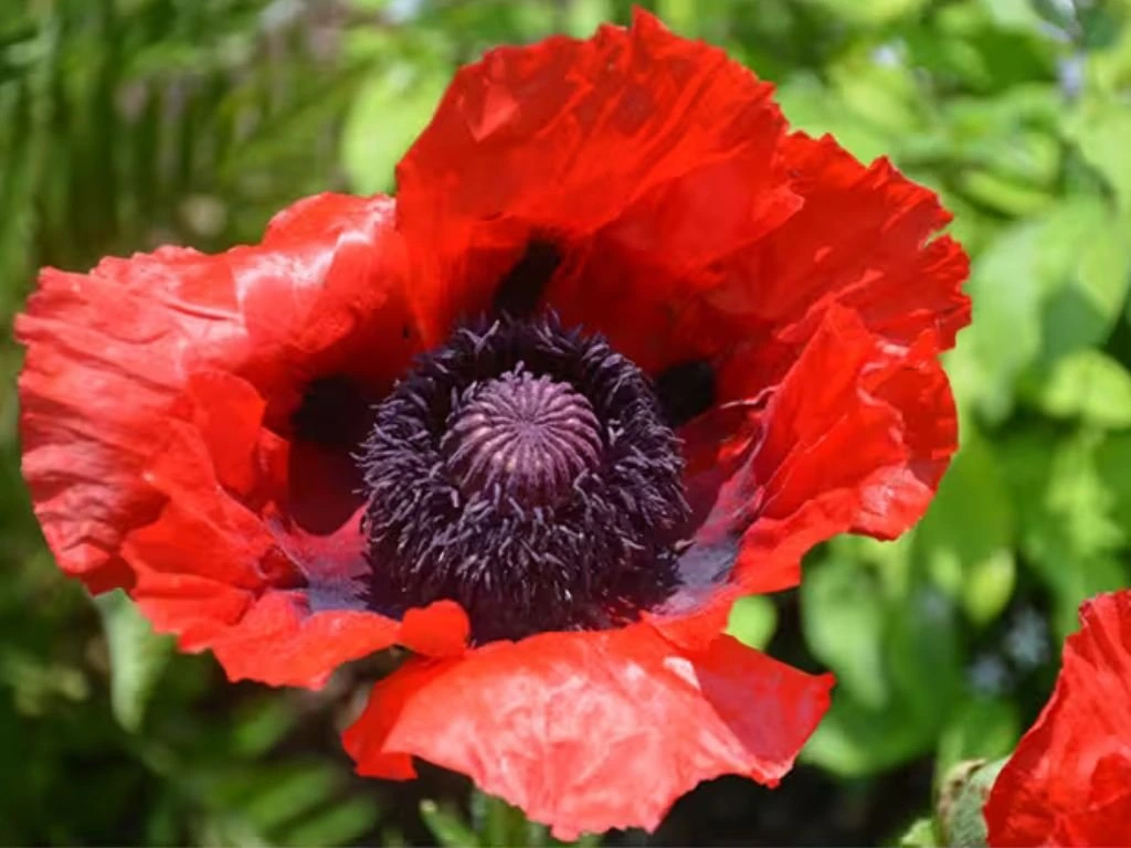 Mák východní Beauty of Livermere, květináč 9 cm