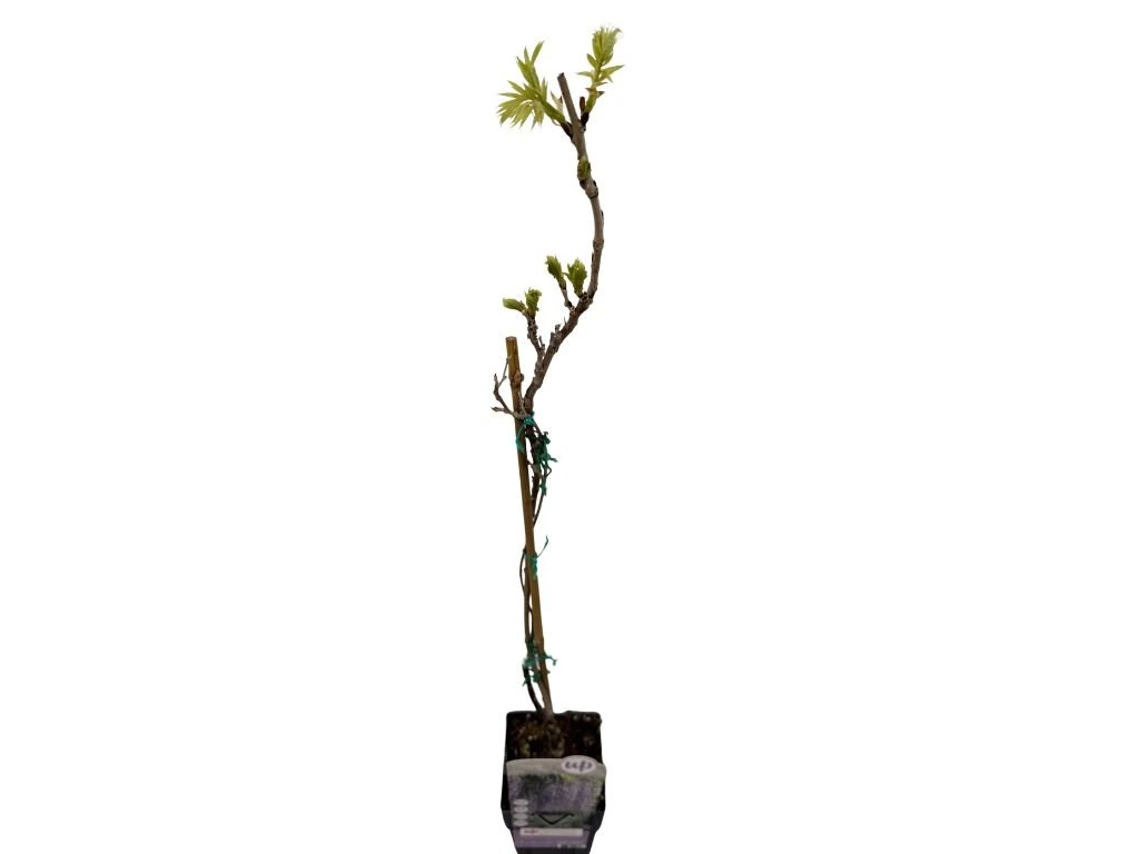 Vistárie květnatá Naga Noda, výška 50–70 cm, květináč 15 cm
