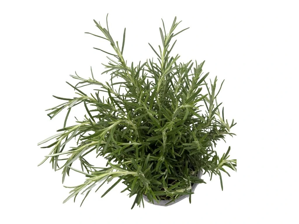Rozmarýn lékařský, výška 20 cm, květináč 14 cm