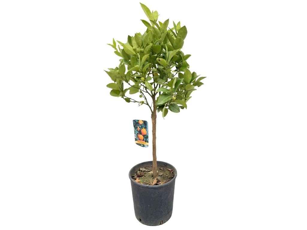 Mandarinka Citrus Nobilis na 25–30 cm kmínku, výška 60–70 cm, květináč 5 l
