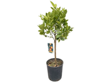 Mandarinka Citrus Nobilis na 25–30 cm kmínku, výška 60–70 cm, květináč 5 l