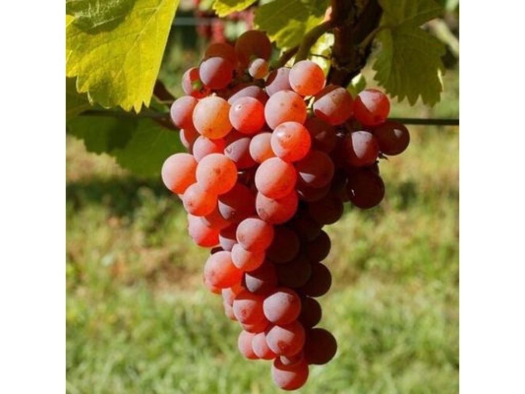 Réva vinná stolní Suffolk Red, vyvázaná, výška 150–175 cm, květináč 5 l
