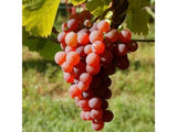 Réva vinná stolní Suffolk Red, vyvázaná, výška 150–175 cm, květináč 5 l
