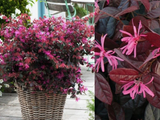 Loropetalum čínské Fire Dance, výška 30–50 cm, květináč 9 l