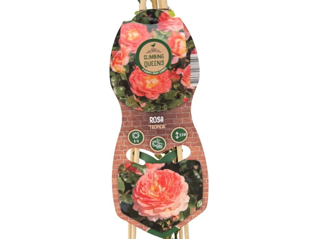 Růže popínavá Tropical, výška 50–60 cm, květináč 1,5 l