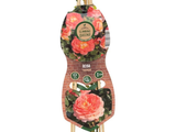Růže popínavá Tropical, výška 50–60 cm, květináč 1,5 l