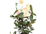 Magnólie velkokvětá Vanilla Pearls, výška 80–100 cm, květináč 19 cm