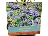 Ořechoplodec klandonský Kew Blue, výška 20–30 cm, květináč 15 cm