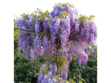 Vistárie čínská Prolific, výška 50–70 cm, květináč 15 cm