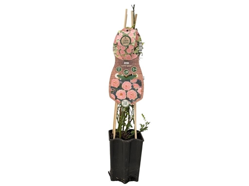 Růže popínavá Lolypop Queen, výška 50–60 cm, květináč 1,5 l