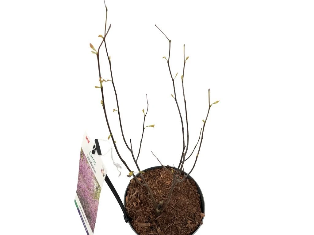 Zmarličník kanadský, výška 30–40 cm, květináč 4 l