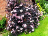 Bez černý Black Lace, výška 20–40 cm, květináč 2 l