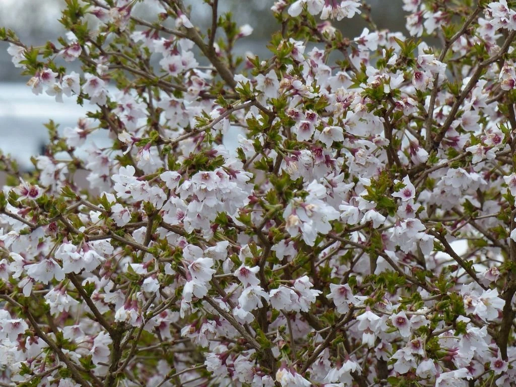 Okrasná čerešňa Kojou - no - mai, výška 30-40 cm, kvetináč 2,5 l