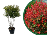 Blýskavka Fraserova Red Robin, vícekmen, výška 120–130 cm, květináč 40 l