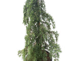 Cedr himálajský Feeling Blue, výška 100–130 cm, květináč 25 l