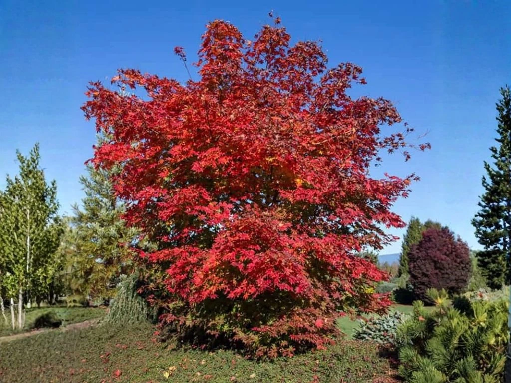 Javor korejský North Wind Jack Frost, výška 50–70 cm, květináč 19 cm