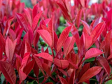 Blýskavka Fraserova Carre Rouge, výška 20–40 cm, květináč 11 cm