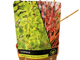 Svída krvavá Midwinter Fire, výška 30–40 cm, květináč 14 cm