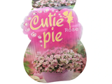 Minirůže Cutie Pie, výška 10–15 cm, květináč 9 cm