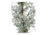 Eukalyptus Gunnii, výška 150–200 cm, květináč 18 l