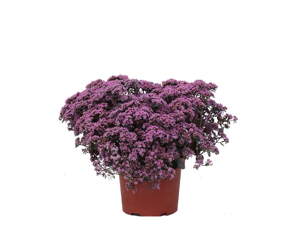 Rozchodník hybridní SunSparkler Cherry Tart, květináč 9 cm