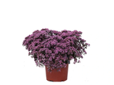 Rozchodník hybridní SunSparkler Cherry Tart, květináč 9 cm