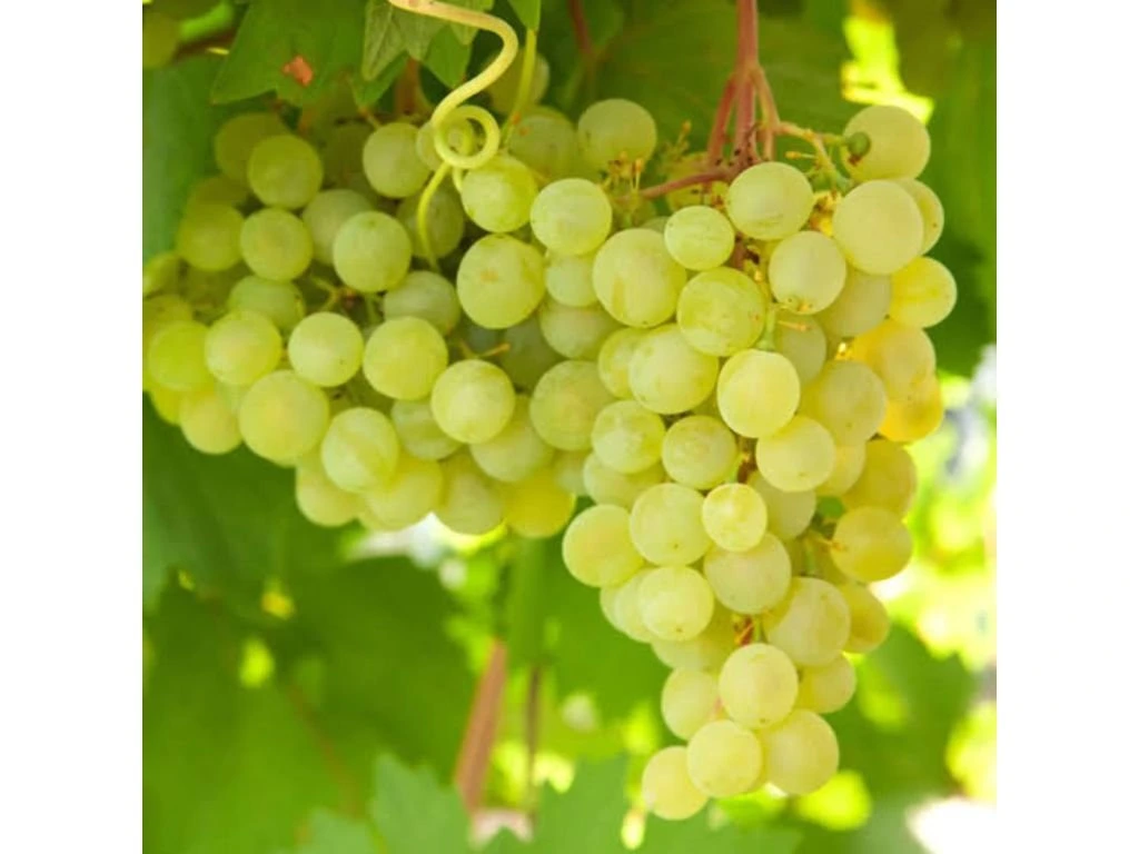 Réva vinná stolní Lakemont, vyvázaná, výška 150–175 cm, květináč 5 l